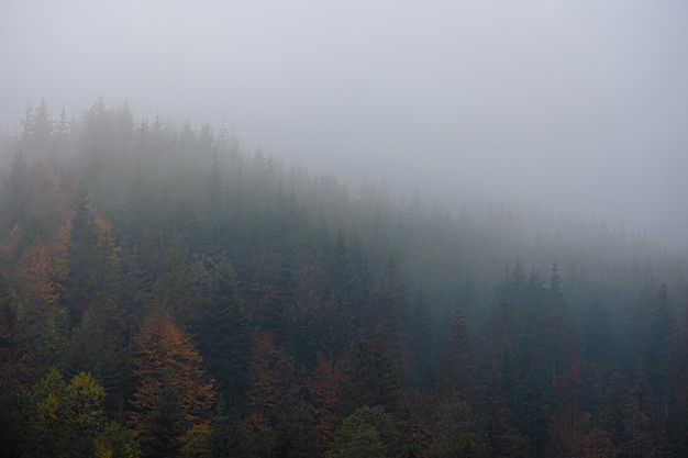 高一生物《细胞的分化》教学设计